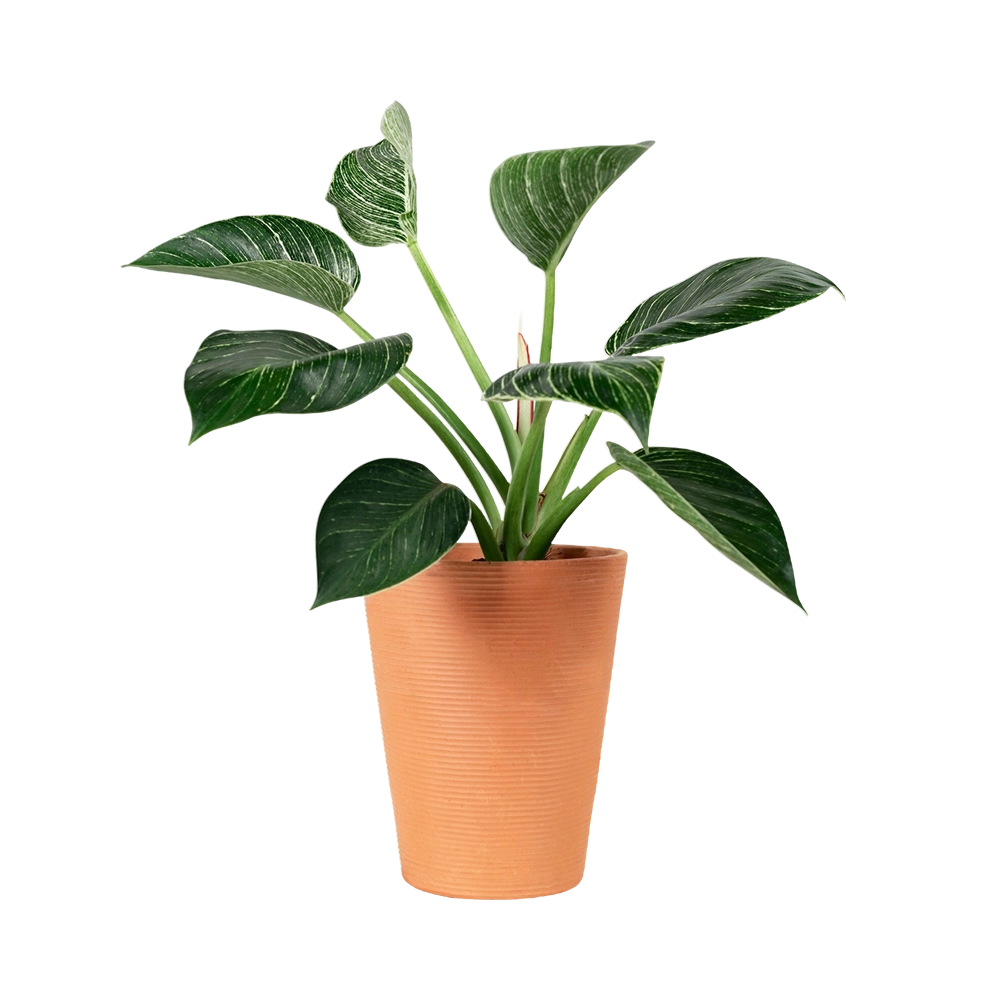 Agroniv