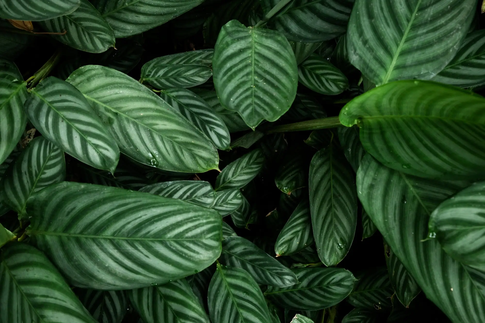 Agroniv Cart Background