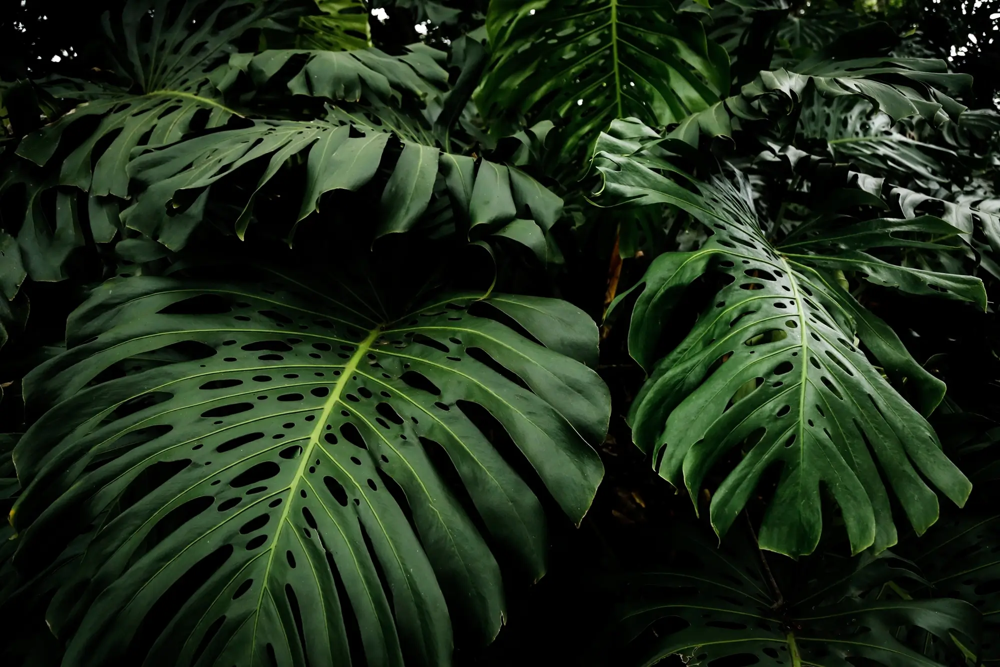Agroniv Blog Background